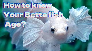 8 Signs To Know Age Of Betta Fish  Your Betta Fish Old Or Young [upl. by Elva]