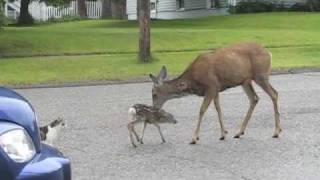 Cranbrook Deer [upl. by Corder]