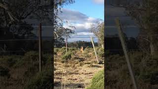 Tasmanian fallow buck at 10 metres [upl. by Eniamahs]