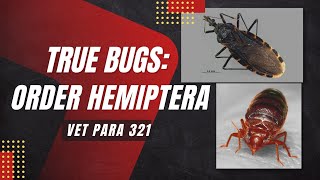 VET PARA 1  True Bugs Order Hemiptera Part 1  Chapter 73 Student Output [upl. by Erodaeht]