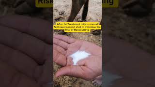 Blood in milk treatment of Cow  Mastitis treatment of Cattle  Vet Dr Faisal shortsyoutubeshorts [upl. by Tayib]