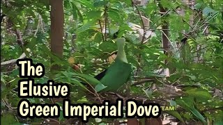 The Green Imperial Dove Short Documentary [upl. by Aleris194]