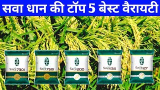 सवा धान की टॉप 5 वैरायटी 2023 में बंपर पैदावार देंगीSava dhan ki kismeSava 75017301127134200 [upl. by Chap841]