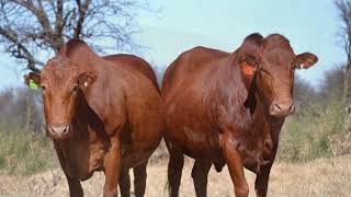 Afrikaner Cattle Holmesdale Herd [upl. by Fredella]