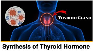 Thyroid Gland ll Structure ll Histology ll Synthesis and Release of Thyroid hormones ll in hindi [upl. by Assiroc]