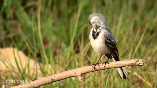 White Wagtail  Motacilla alba  נחליאלי לבן [upl. by Sirk153]