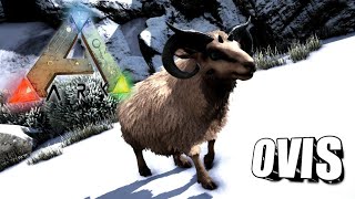 Taming A Ovis  Ark Survival Evolved  The Island [upl. by Phippen]