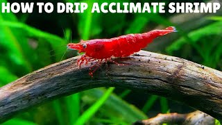 How To Drip Acclimate Shrimp [upl. by Rocco]