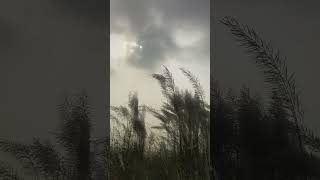 Nature Ambience  Soft Breeze Relaxing Sound of Nature Swaying Grass on wind [upl. by Ruthe]