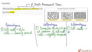 Differentiate between parenchyma collenchyma and sclerenchyma on the basis of their cell wall [upl. by Bocoj]