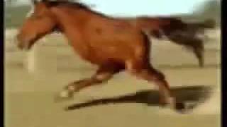 Retarded Running Horse 10 Hours [upl. by Anel]