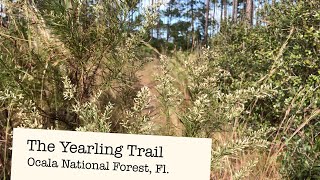 The Yearling Trail Day Hike in the Ocala National Forest [upl. by Anad66]