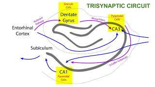 TRISYNAPTIC CIRCUIT OF THE HIPPOCAMPUS [upl. by Edahs]