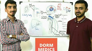 Ciliary Body amp Pupillary Muscles Anatomy and Pharmacology  Glaucoma  MBBS amp USMLE [upl. by Egduj]