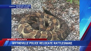 Hisssss Rattlesnake captured in Withers Park in Wytheville [upl. by Dill]