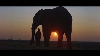 DIARY OF AN ELEPHANT ORPHAN Official Trailer [upl. by Matthiew730]