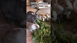 Rabbitsnibblers cutehome animals feeding [upl. by Edwin940]