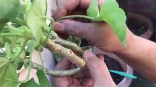 How to take geranium cuttings taking stem for new plant UK [upl. by Virge695]