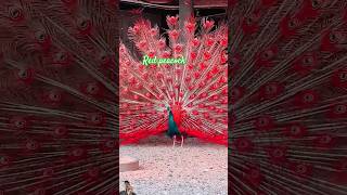 Red peacock 🦚peacock youtube love [upl. by Ardenia]