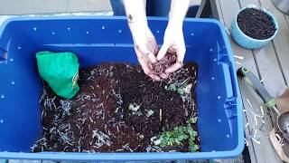 Vermicomposting 101 How to Create amp Maintain a Simple Worm Bin [upl. by Aihpled680]