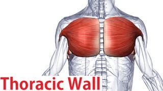 Muscles of the Thoracic Wall  Chest Muscles Anatomy [upl. by Hoxsie985]