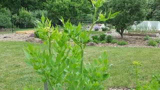 Lovage A must herb to Grow in Your Garden [upl. by Reinke437]