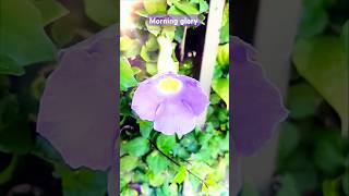 Morning glory 💜👌shorts youtubeshorts viralvideo [upl. by Etz904]