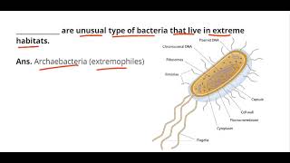 Archaebacteria [upl. by Eiznekcam611]