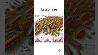 Bacterial growth curve bacterialgrowth biology microbiology science [upl. by Gambrill242]