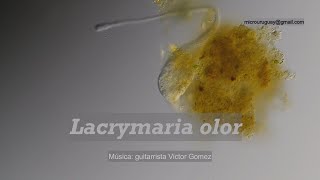 Lacrymaria la jirafa [upl. by Bick500]