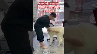 Bakri ke bacche ko machine mein Dala viralvideo comedy youtubeshorts funny help [upl. by Anih]