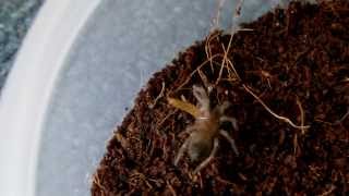 Close Up Kill of Mealworm  Baby Tarantula  Mexican Red Knee B smithi [upl. by Seyer]