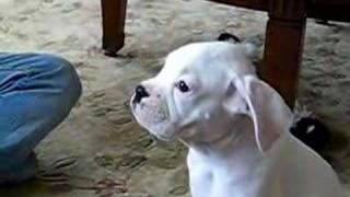 Bentley boxer pup howling [upl. by Okemak]