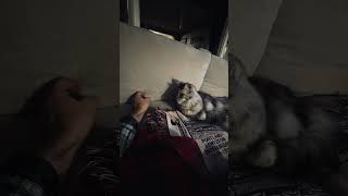 Maine Coon Cat plays with Human Finger shortvideo cat funny crazycoons [upl. by Annitsirhc440]