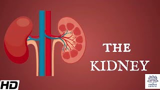 Kidneys Anatomy Picture and Function [upl. by Brew]