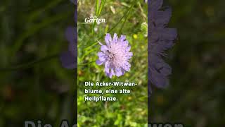 Was wächst da auf der Sommerwiese wiesenblumen [upl. by Mirth]