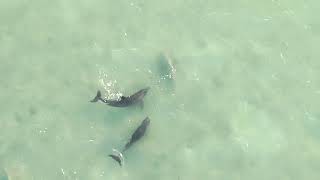 Dolphins amp sharks coexisting Dunedin Causeway 62824 7am [upl. by Oiramal981]