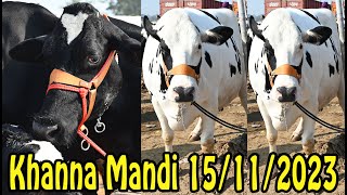 Khanna Mandi Punjab INDIA II Holstein cow for sale [upl. by Terrance746]