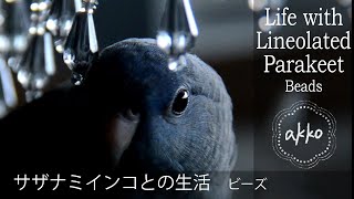 Life with Lineolated Parakeet 010 Beads サザナミインコとの生活 ビーズ [upl. by Aniaj847]