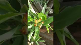 Insulin Plant Blooming  Costus igneus [upl. by Seugram778]