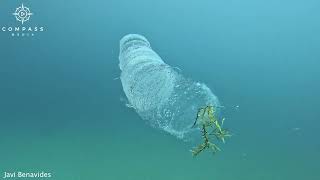 Diver Swims Alongside Alienlike Pyrosome [upl. by Renrut288]