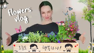 Весенний влог  Высаживаю цветы  KOREA VLOG [upl. by Flodur]