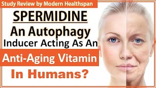 Spermidine An Autophagy Inducer Acting As An AntiAging Vitamin In Humans  Study Review [upl. by Yelahs]