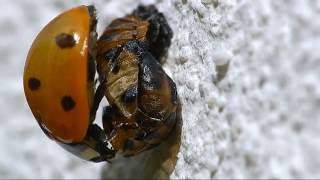 De la ponte dune coccinelle à 7 points jusquà la naissance dune nouvelle coccinelle [upl. by Llenol430]