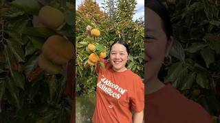 Harvesting Fuyu Persimmons 🧡 fall persimmon [upl. by Atinot]