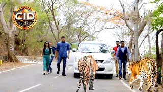 জঙ্গলে সিআইডি অফিসারের ওপর চড়াও হয় চিতা  সিআইডি CID  bengali crime series 2024 [upl. by Graehme]