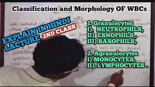 ClassificationMorphology of WBCs IGranulocytes IIAgranulocytesiMonocytes ii Lymphocytes [upl. by Treve]