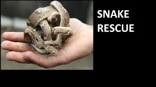 SNAKE RESCUE IN KOLKATA [upl. by Zebaj]