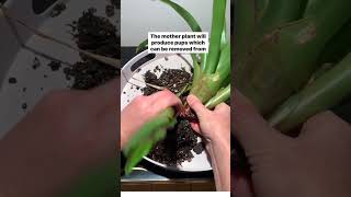 Bromeliad Plant Propagation gardening plants flowers propagation [upl. by Natsirhc27]