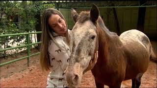 Voluntários dedicam suas vidas ao resgate de cavalos abandonados pelos donos [upl. by Vinay]